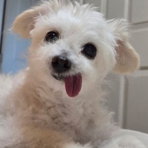 Teddy