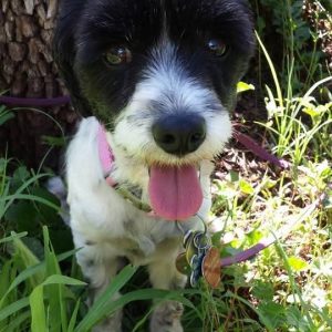 Miss Lily Anne Fuzzymuzzle