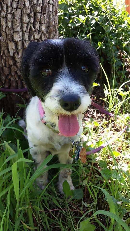 Miss Lily Anne Fuzzymuzzle