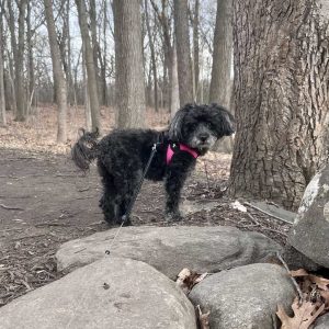 Sophie