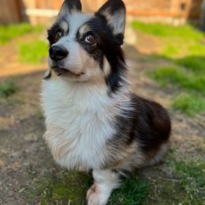Kodi