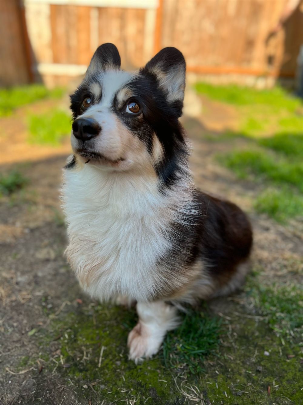 Kodi